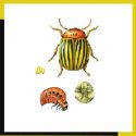 lc-co-beetle_tq1b