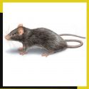 s-de-acoperis_ajgf