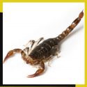 scorpioni_83gz